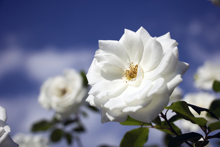 Rosの写真素材