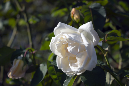 Rosの写真素材