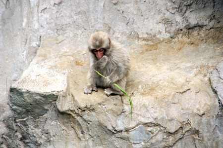 Japanese macaque