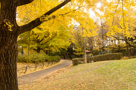Yellow leaves of ginkgo at japanの写真素材