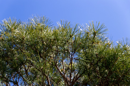 Pine treeの写真素材