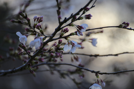 SAKURAの写真素材
