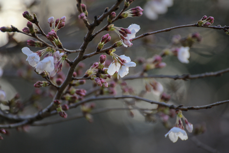 SAKURAの写真素材