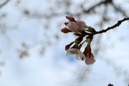 SAKURAの写真素材