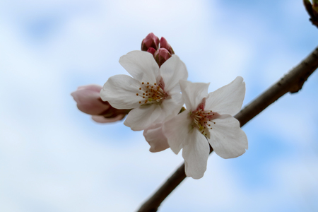 SAKURAの写真素材