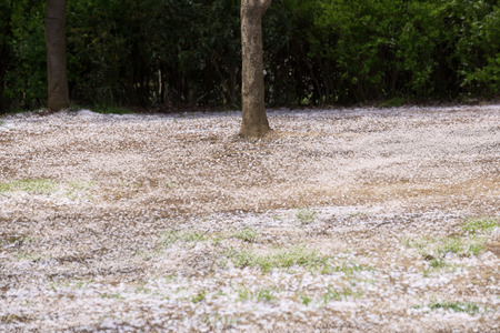 Petals scattered cherry blossomsの写真素材