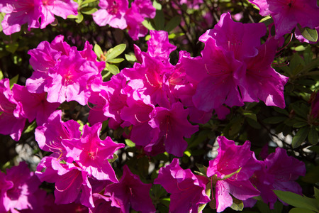 rhododendron flowersの写真素材