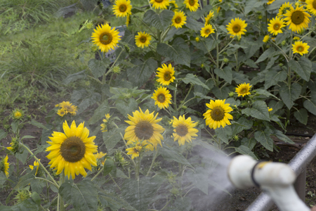 sunflowerの写真素材