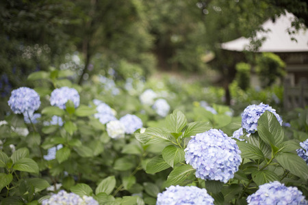 Hydrangeaの写真素材