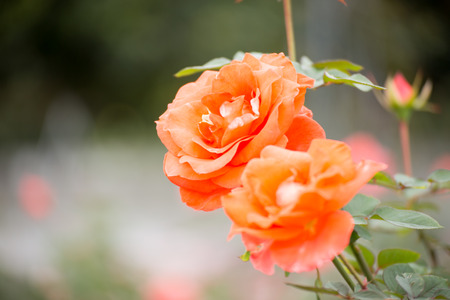 Orange flowerの写真素材