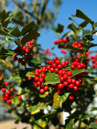 Red tree nutの写真素材