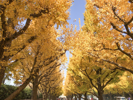 Scenery of autumn leavesの写真素材