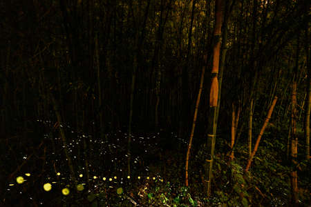 Princess fireflies seen in early summer in Japan.の写真素材