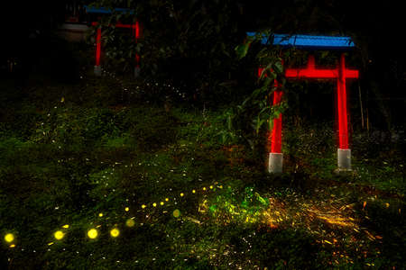 Princess fireflies seen in early summer in Japan.の写真素材