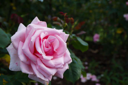 A shining pink roseの写真素材