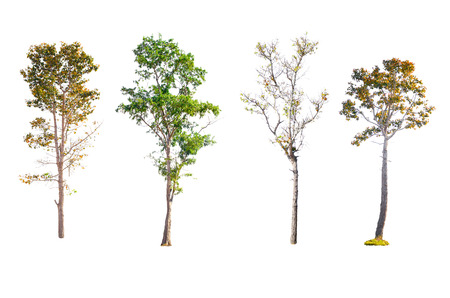 Isolated trees on white background , Trees collection.の写真素材