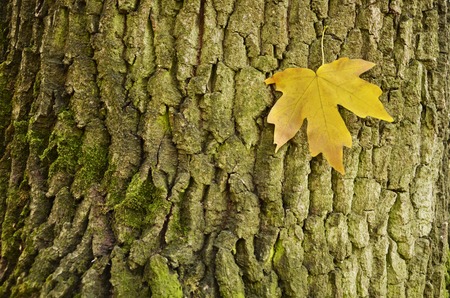 A maple leaf on the bark of a tree. Golden autumn. Background for text. Autumn motiveの写真素材