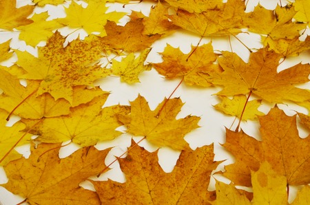 Maple leaves on a white background. Isolated golden, yellow, red leaves. Element for design.