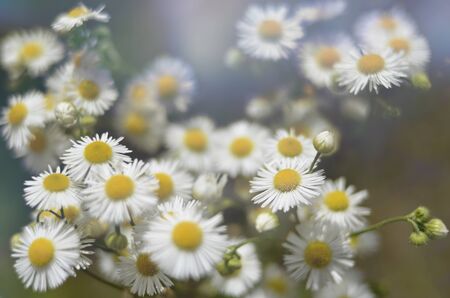 Chamomile flowers field wide background in sun light. Summer Daisies. Beautiful nature scene with...