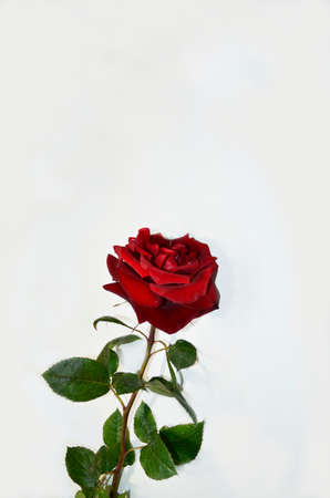 Single Isolated Red rose on a white backgroundの写真素材