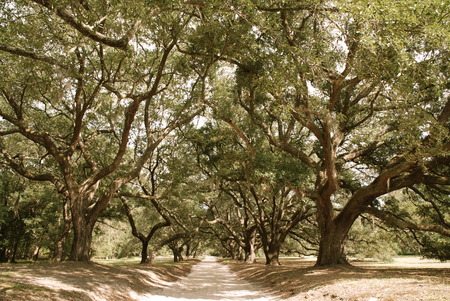 oak lined driveの写真素材