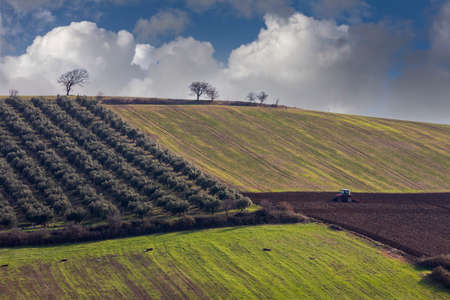 Typical Tuscan landscape in springtime with olive trees and tractorの写真素材