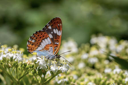A closeup shot of a beautiful butterfly sitting on a white flowerの写真素材