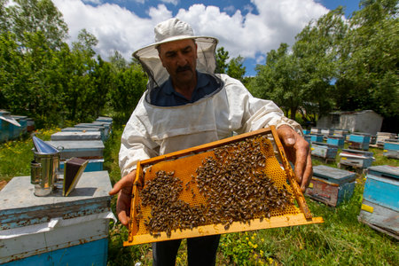 Erzincan, Turkey, July 2, 2022: The beekeeper holds a honey cell with bees in his hands. apiculture....