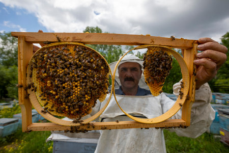 Erzincan, Turkey, July 2, 2022: The beekeeper holds a honey cell with bees in his hands. apiculture....