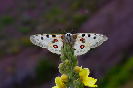 Female Apollo Butterfly, Parnassius apollo, Apollo Butterfly