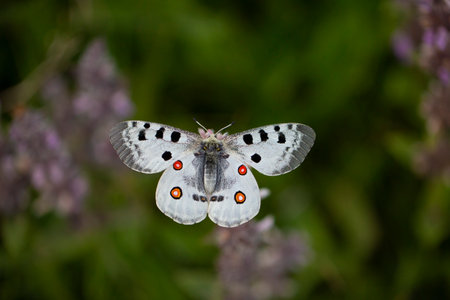 apollo butterfly macro photograph nature apollo parnassius