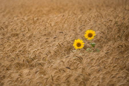 Sunflower in a field of wheat. Shallow depth of field.の写真素材