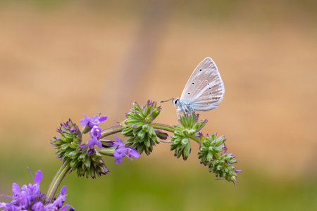 Polyommatus icarus, common blue butterfly on a flower.の写真素材