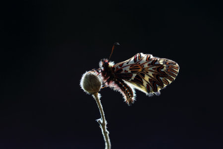 butterfly on thistle isolated on black background, macro photographyの写真素材