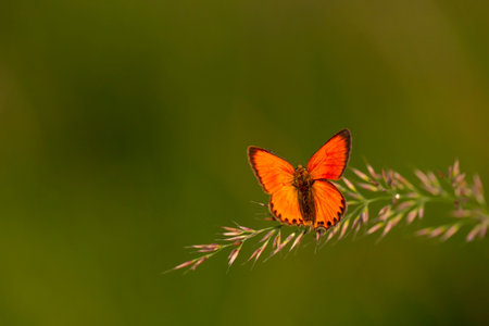 Butterfly on a blade of grass in the meadow.の写真素材