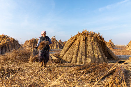 AFYONKARAHISAR,TURKEY - January 23,2023 : Unidentified woman workers harvest reeds and bulrush from the Lake Eber in Afyon,Turkey and sells them to the matting industry.のeditorial素材