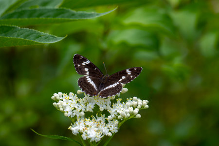 Butterfly on a white flower in the summer garden. Macroの写真素材