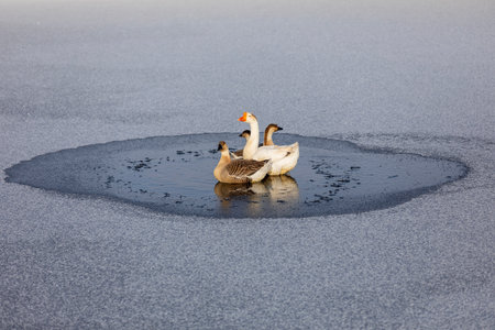 geese in small puddle on frozen lakeの写真素材