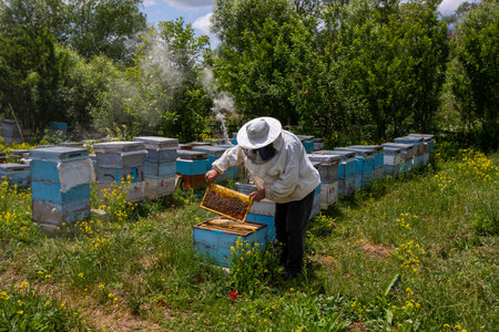 Erzincan, Turkey, July 2, 2022: The beekeeper holds a honey cell with bees in his hands. apiculture. apiary Working bees on honeycomb. Bees work on combs.のeditorial素材