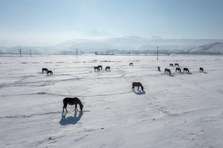 Wild horses are running and on the snowの写真素材