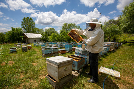 The beekeeper holds a honey cell with bees in his hands. apiculture. apiary Working bees on...