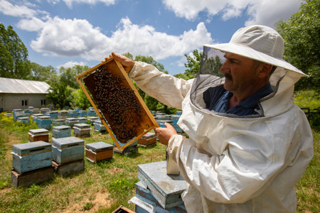 The beekeeper holds a honey cell with bees in his hands. apiculture. apiary Working bees on honeycomb. Bees work on combs.のeditorial素材