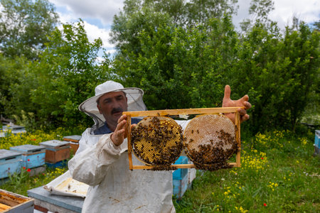The beekeeper holds a honey cell with bees in his hands. apiculture. apiary Working bees on honeycomb. Bees work on combs.のeditorial素材