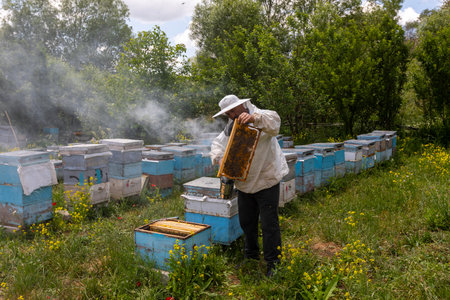 The beekeeper holds a honey cell with bees in his hands. apiculture. apiary Working bees on honeycomb. Bees work on combs.のeditorial素材