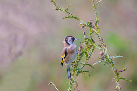 tiny songbird that feeds on thorns, Goldfinch, Carduelis carduelisの写真素材