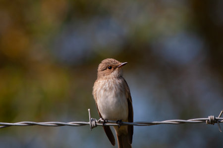 little bird watching around on wire, Spotted Flycatcher, Muscicapa striataの写真素材