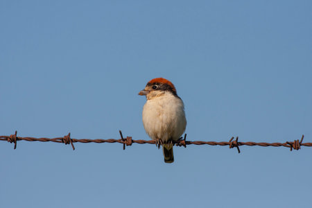 bird watching around on wire, Woodchat Shrike, Lanius senatorの写真素材