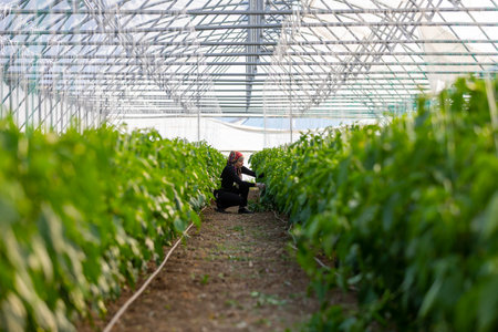 Erzincan, Turkey, August 2, 2022: growing pepper seedlings in greenhouseのeditorial素材