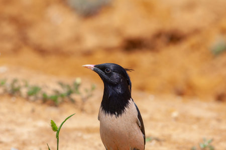 bird watching around on the ground, Rosy Starling, Pastor roseus