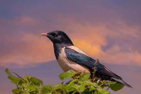 bird looking around in woodland, Rosy Starling, Pastor roseus